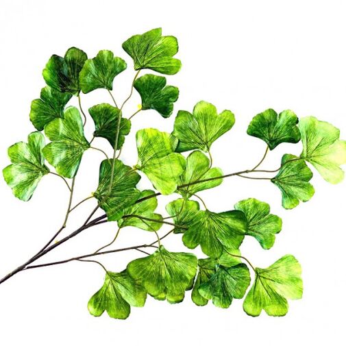 Ginkgo Bilobe como parte de GenBrain
