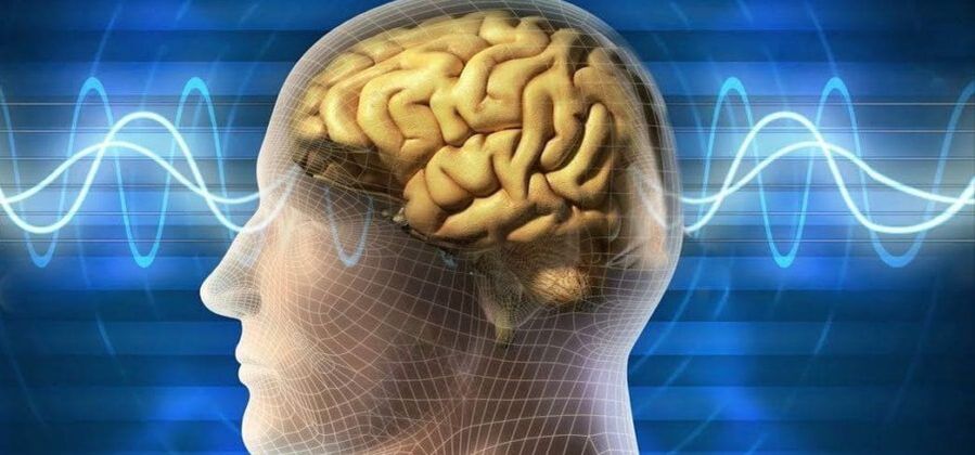 El cerebro humano